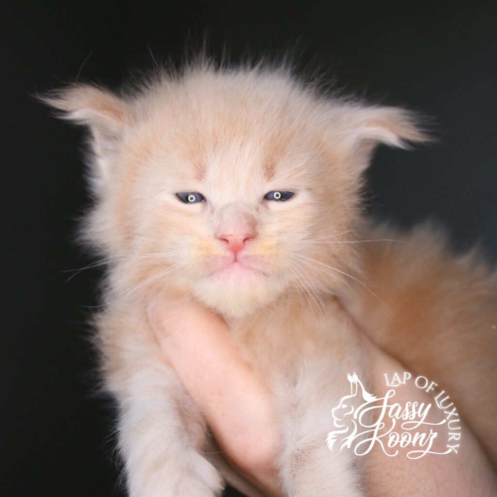 3 week old cream maine coon kitten tantrum ⋆ Sassy Koonz Maine Coon Cattery tantrum 3 week old cream maine coon kitten