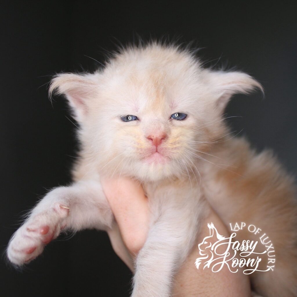 3 week old maine coon cream smoke kitten miss nectarine ⋆ Sassy Koonz Maine Coon Cattery 3 week old maine coon cream smoke kitten miss nectarine