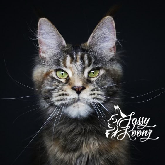5328E5D8-F35B-4D87-8186-DAC508A9A5B6 ⋆ Sassy Koonz Maine Coon Cattery Arti farti maine coon cat