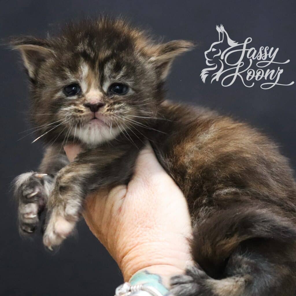 A work of art full body ⋆ Sassy Koonz Maine Coon Cattery Maine coon kitten torbie work of art 3 weeks old