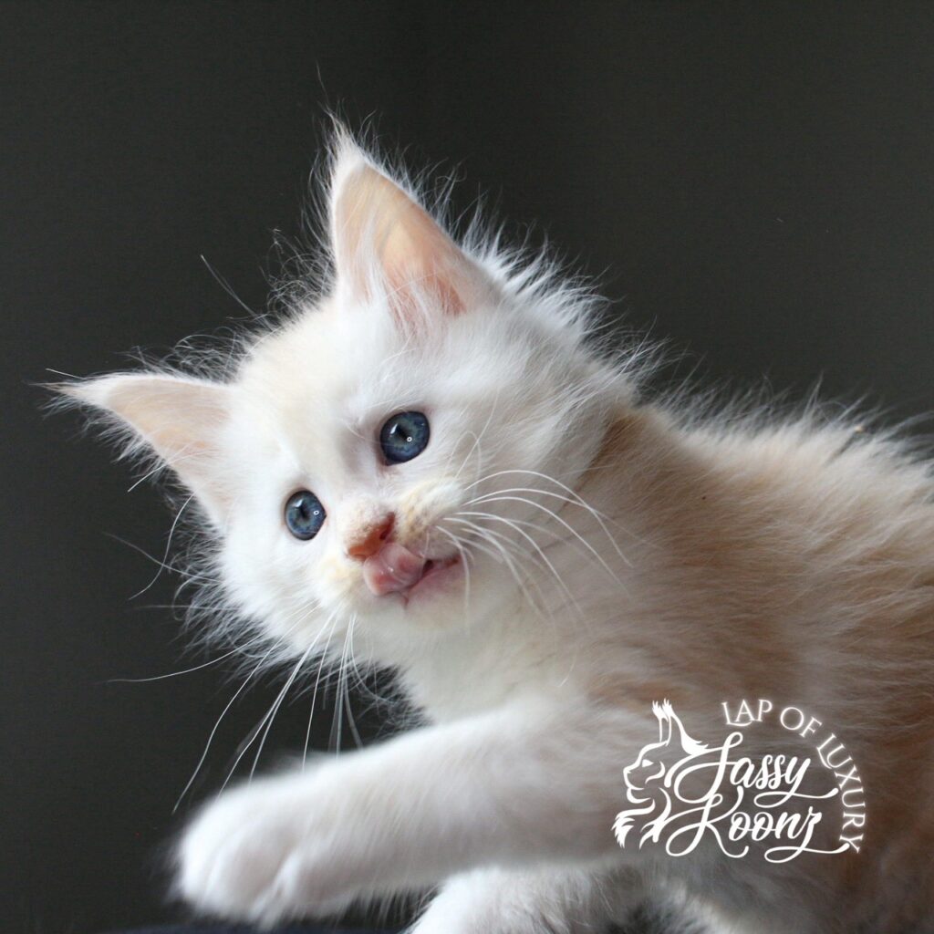 7 week old cream maine coon kitten daisy ⋆ Sassy Koonz Maine Coon Cattery 7 week old cream maine coon kitten daisy