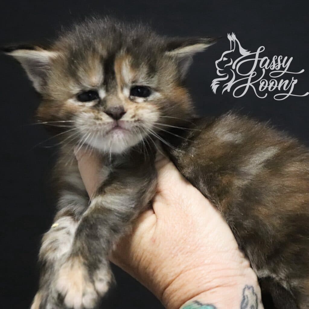 Chaos ⋆ Sassy Koonz Maine Coon Cattery Cutest Maine coon kitten I’ve ever seen 3 weeks old chaos