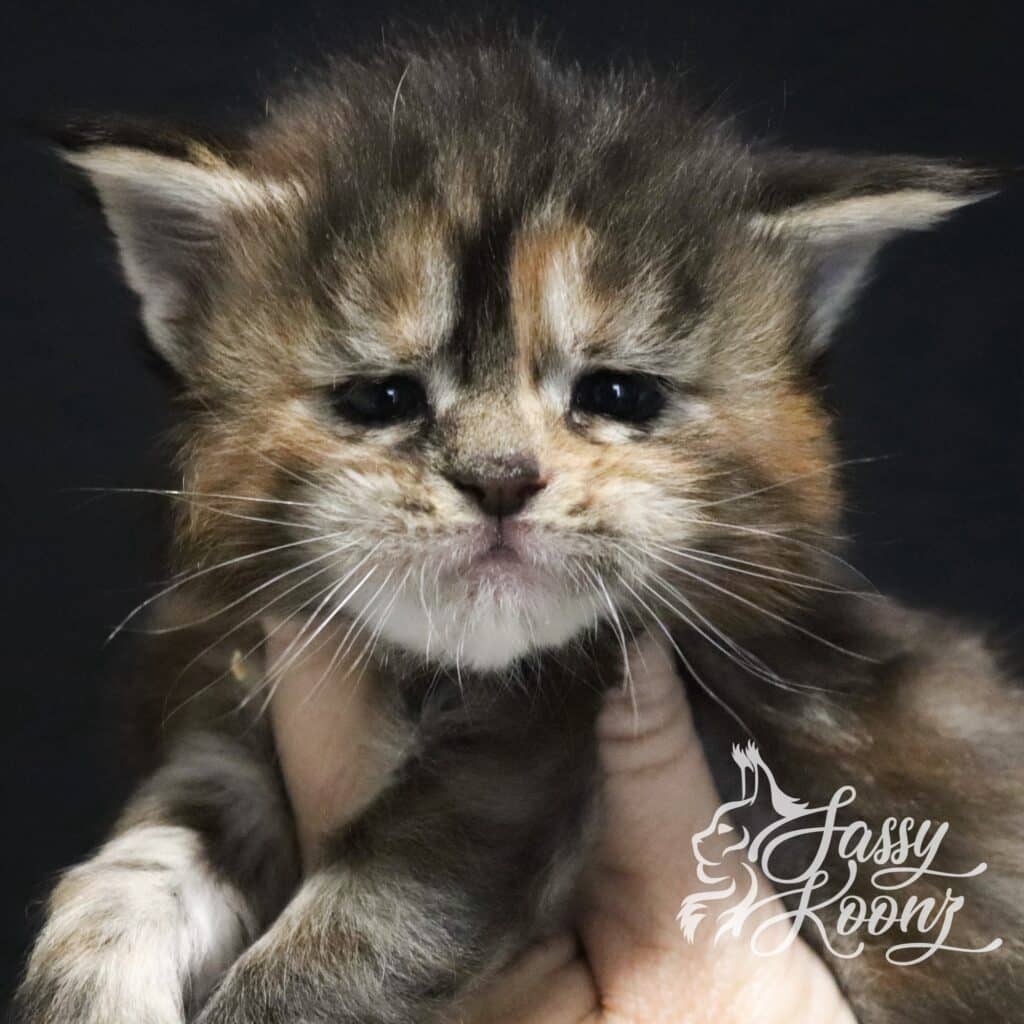 Chaos 3 weeks old ⋆ Sassy Koonz Maine Coon Cattery Chaos Maine coon face up close split face
