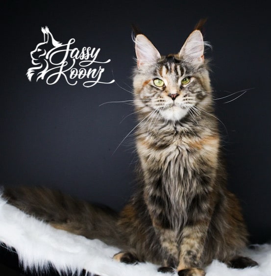 A823A296-CFD8-4C85-8A0F-4F9C12A85974 ⋆ Sassy Koonz Maine Coon Cattery Arti farti a work of Art luxury Maine coon cat female