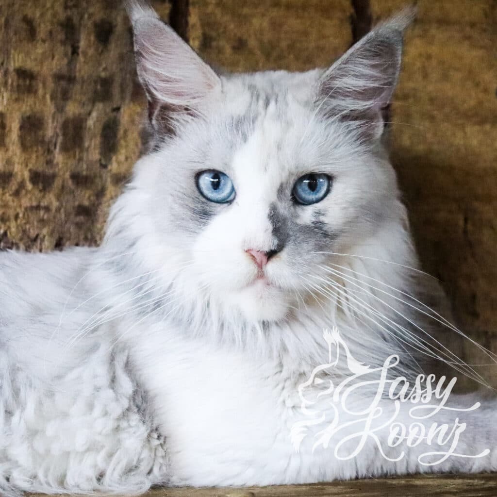 HissyFit-Blue-Sky-Maine-Coon ⋆ Sassy Koonz Maine Coon Cattery blue eye maine coon sky girl