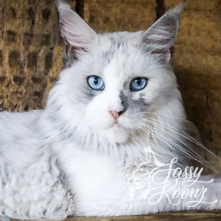 blue eye maine coon sky girl