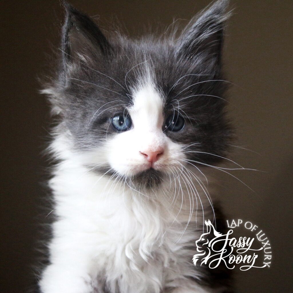 Shibuya 5 week old blue and white maine coon kitten ⋆ Sassy Koonz Maine Coon Cattery Shibuya 5 week old blue and white maine coon kitten