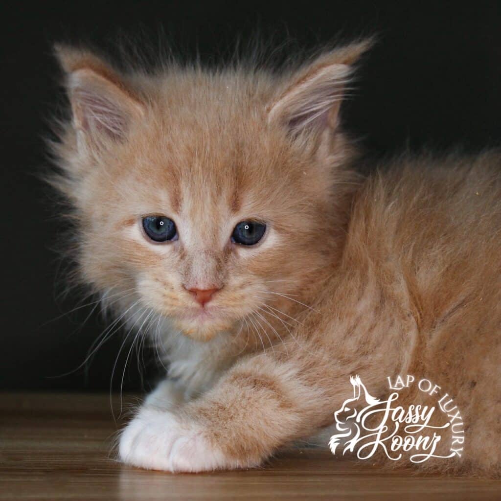 Tantrum 5 week old maine coon kitten cream ⋆ Sassy Koonz Maine Coon Cattery Tantrum 5 week old maine coon kitten cream
