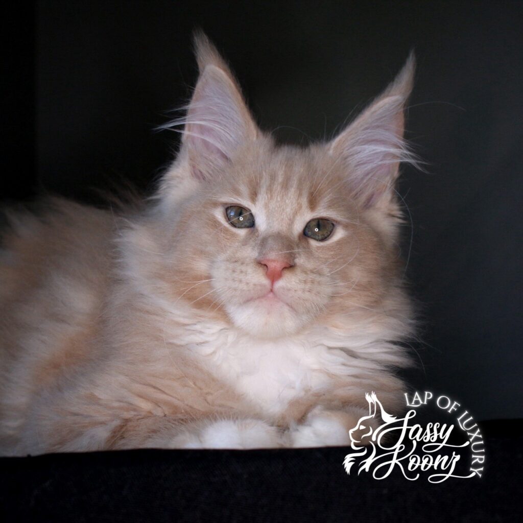 Tantrum cream 11 week old maine coon kitten boy ⋆ Sassy Koonz Maine Coon Cattery Tantrum cream 11 week old maine coon kitten boy