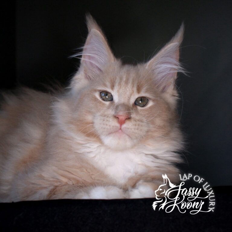 Tantrum cream 11 week old maine coon kitten boy