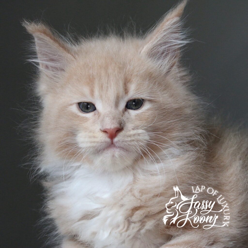 Tantrum cream 7 week old maine coon ⋆ Sassy Koonz Maine Coon Cattery Tantrum cream 7 week old maine coon