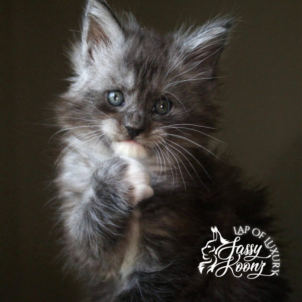 Weedkiller black smoke with white 5 week old maine coon kitten ⋆ Sassy Koonz Maine Coon Cattery Weedkiller black smoke with white 5 week old maine coon kitten