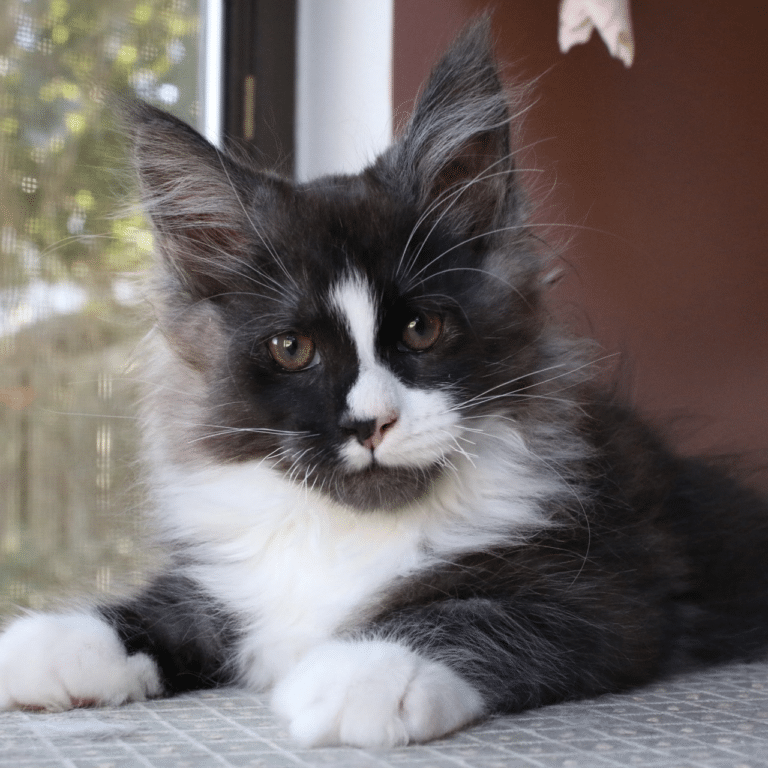 a boy named sue 11 week old maine coon black smoke and white kitten