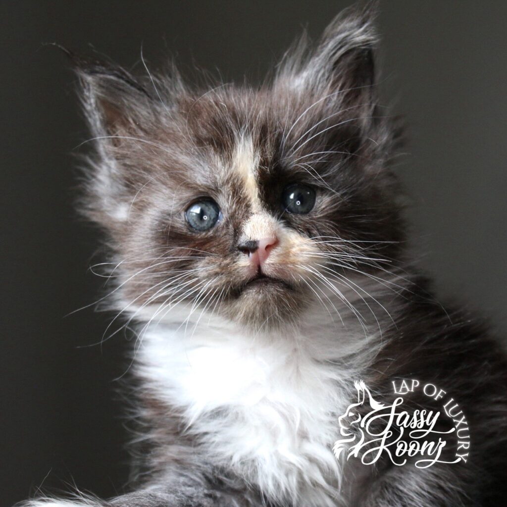a boy named sue 5 week old black smoke and white maine coon kitten ⋆ Sassy Koonz Maine Coon Cattery a boy named sue 5 week old black smoke and white maine coon kitten