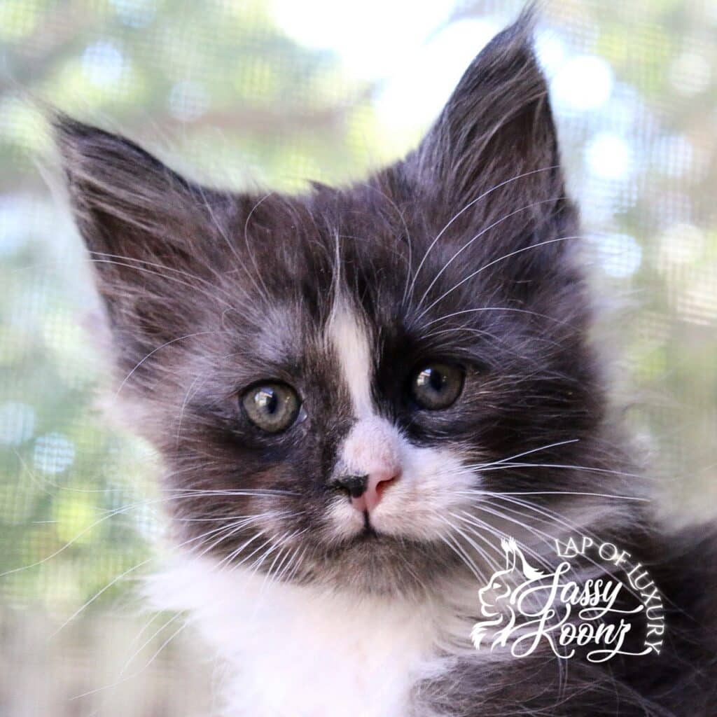 a boy named sue 7 weeks old black smoke and white maine coon kitten ⋆ Sassy Koonz Maine Coon Cattery a boy named sue 7 weeks old black smoke and white maine coon kitten