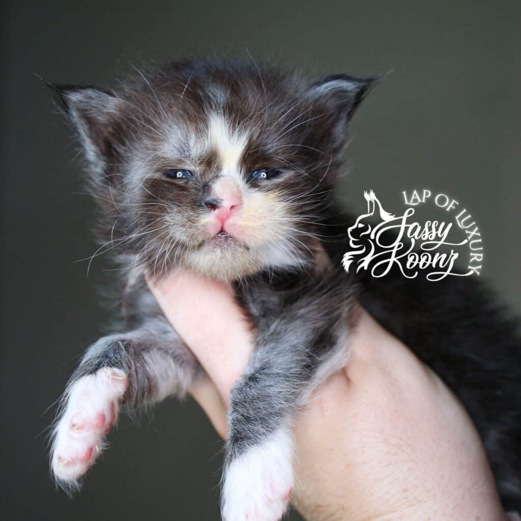 a boy named sue black smoke with white 3 week old maine coon kitten ⋆ Sassy Koonz Maine Coon Cattery black smoke and white 3 week old maine coon kitten
