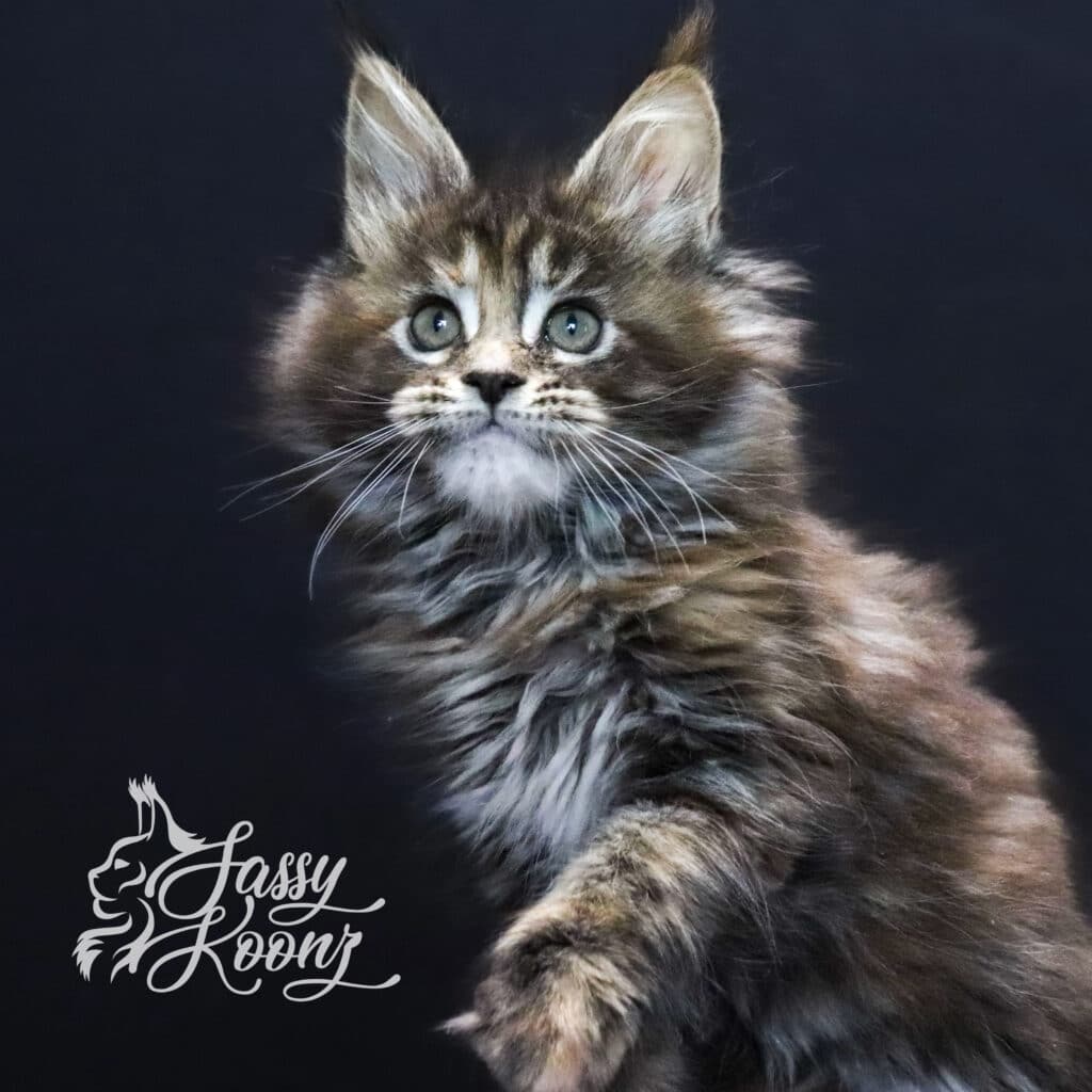 artie-9-weeks-old-maine-coon-kitten ⋆ Sassy Koonz Maine Coon Cattery artie 9 weeks old maine coon kitten