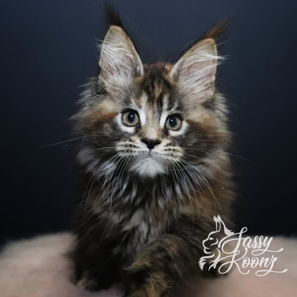 artie-maine-coon-kitten-11-weeks-old ⋆ Sassy Koonz Maine Coon Cattery artie maine coon kitten 11 weeks old