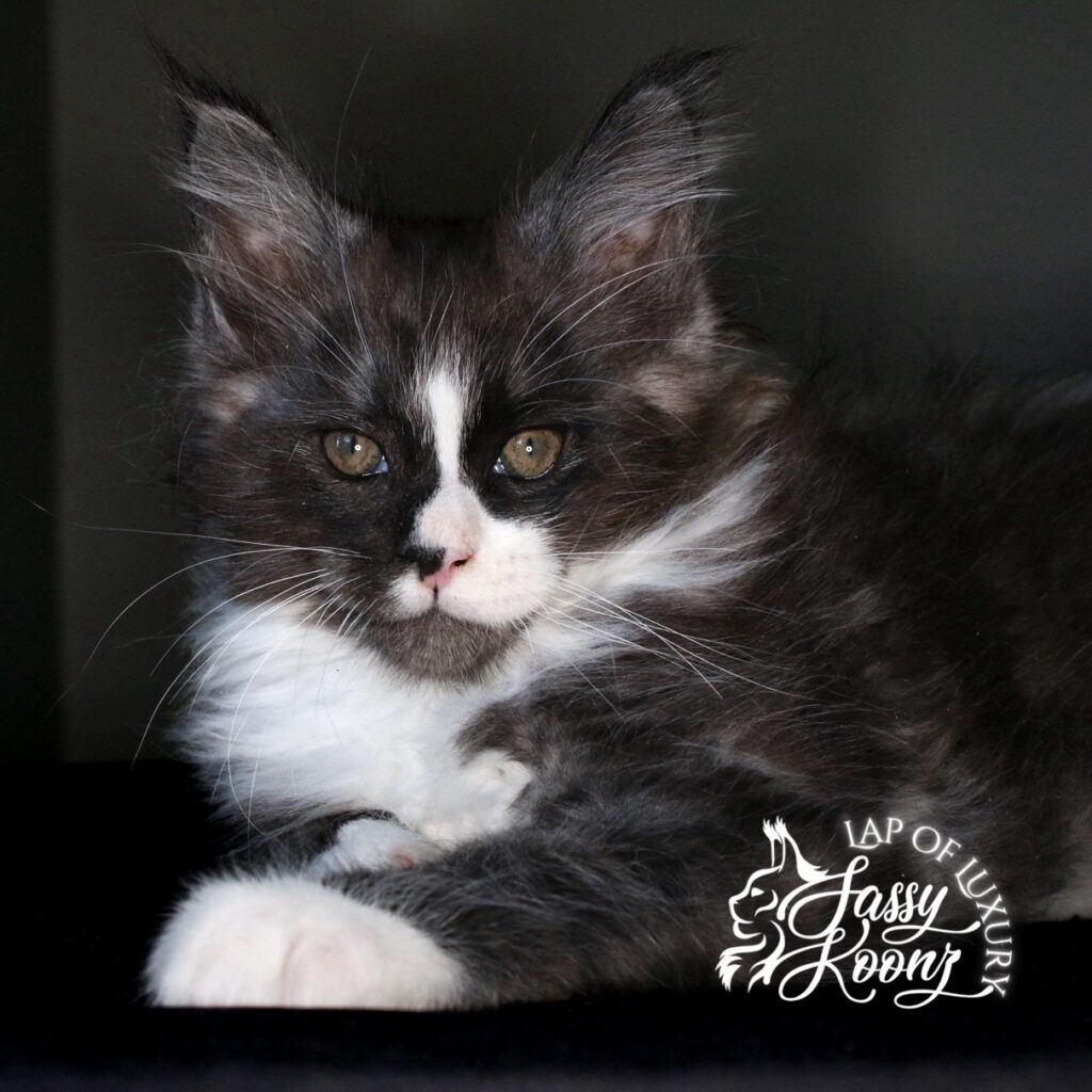 black smoke and white 9 week old maine coon kitten a boy named sue ⋆ Sassy Koonz Maine Coon Cattery black smoke and white 9 week old maine coon kitten a boy named sue