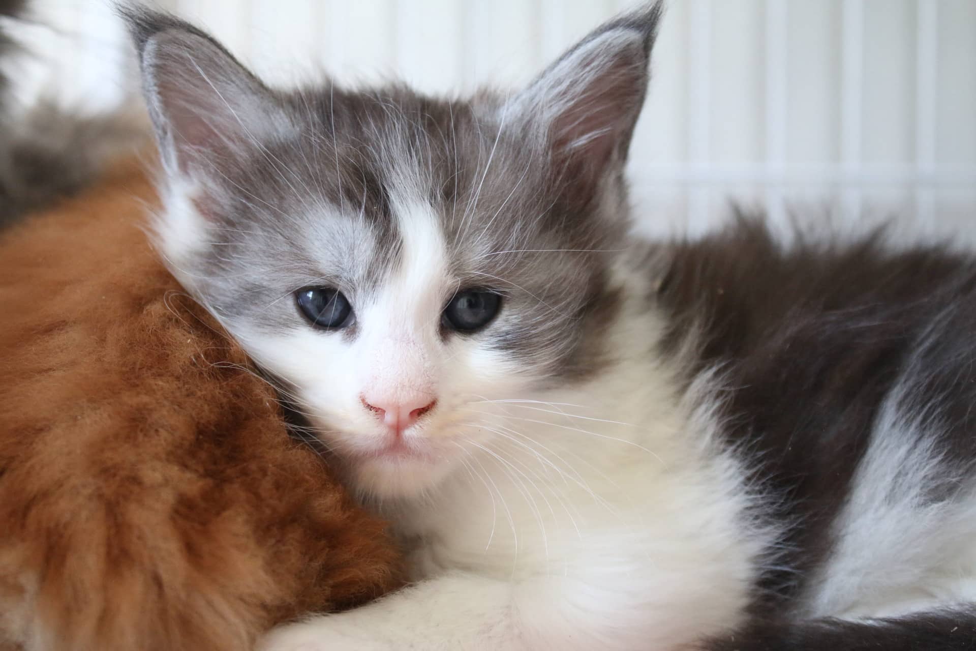 black smoke and white kitten laying on their red sibling โ Sassy Koonz Maine Coon Cattery maine coon essentials list
