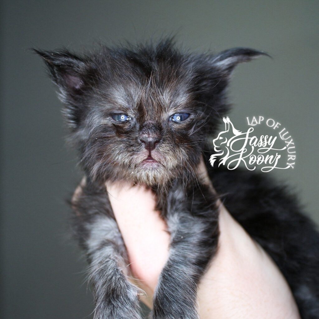 black smoke cash 3 week old maine coon kitten ⋆ Sassy Koonz Maine Coon Cattery black smoke cash 3 week old maine coon kitten