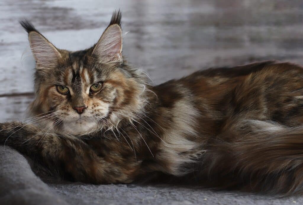 black-torbie-serious-expression-sassy-koonz-chaos ⋆ Sassy Koonz Maine Coon Cattery Sassy Koonz Chaos with Serious expression