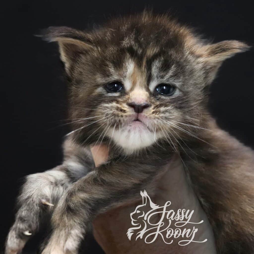 A Work of Art ⋆ Sassy Koonz Maine Coon Cattery Maine coon kitten Florida work of art 3 weeks old