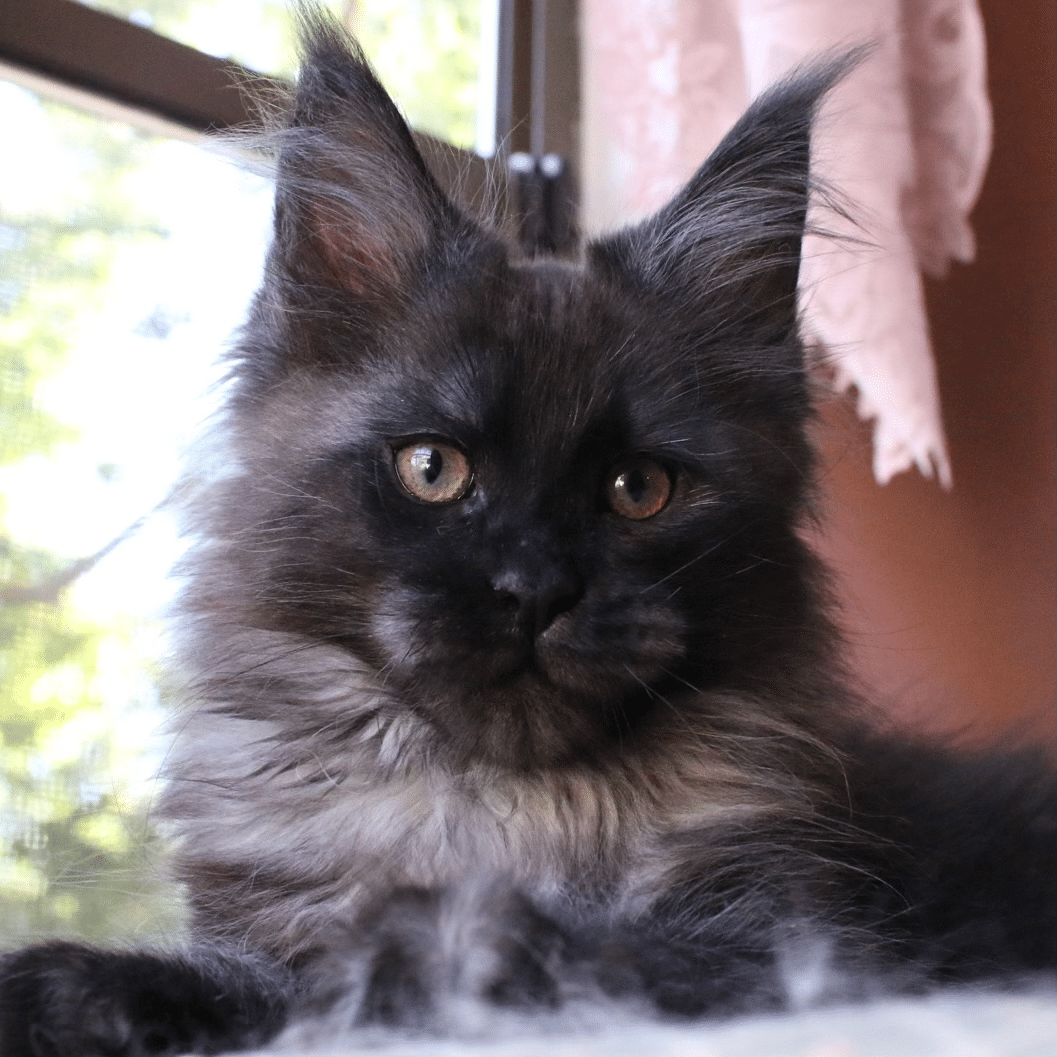 cash 11 week old maine coon black smoke kitten