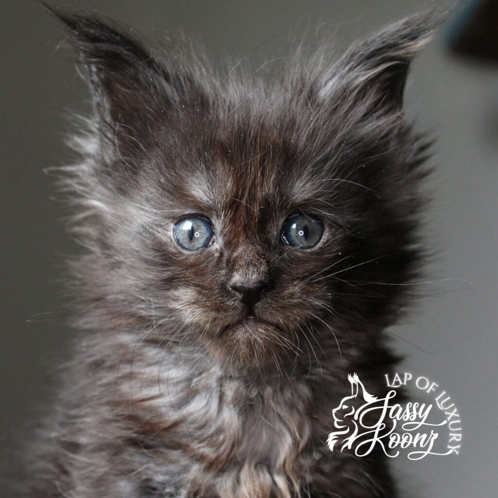 cash 5 week old maine coon kitten black smoke ⋆ Sassy Koonz Maine Coon Cattery cash 5 week old maine coon kitten black smoke