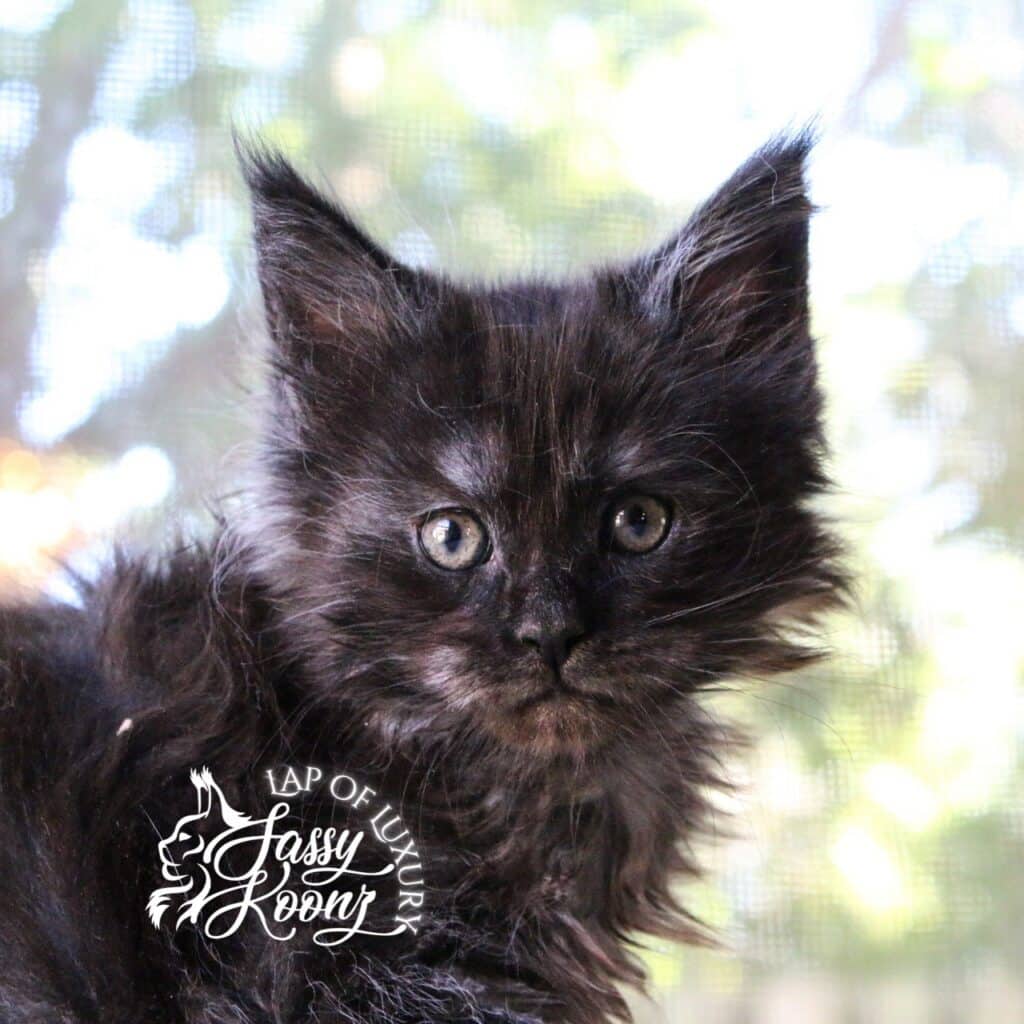 cash 7 week old black smoke maine coon kitten ⋆ Sassy Koonz Maine Coon Cattery cash 7 week old black smoke maine coon kitten