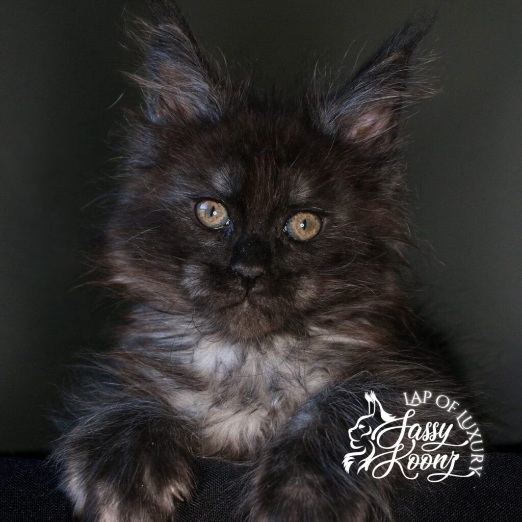 cash 9 week old black smoke maine coon kitten ⋆ Sassy Koonz Maine Coon Cattery cash 9 week old black smoke maine coon kitten
