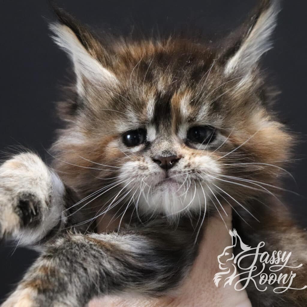 chaos-maine-coon-girl-5-weeks-old ⋆ Sassy Koonz Maine Coon Cattery maine-coon-kitten-girl-chaos-torbie-5-weeks