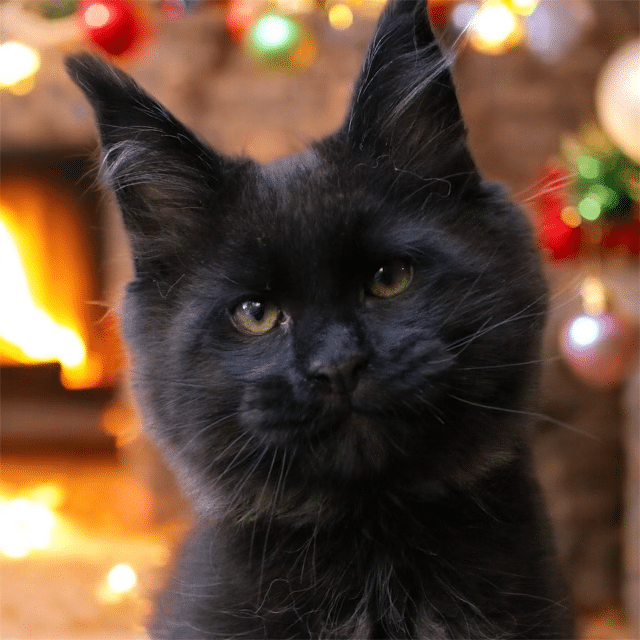 chicken in black 11 week old solid black maine coon kitten ⋆ Sassy Koonz Maine Coon Cattery chicken in black 11 week old solid black maine coon kitten from sassy koonz