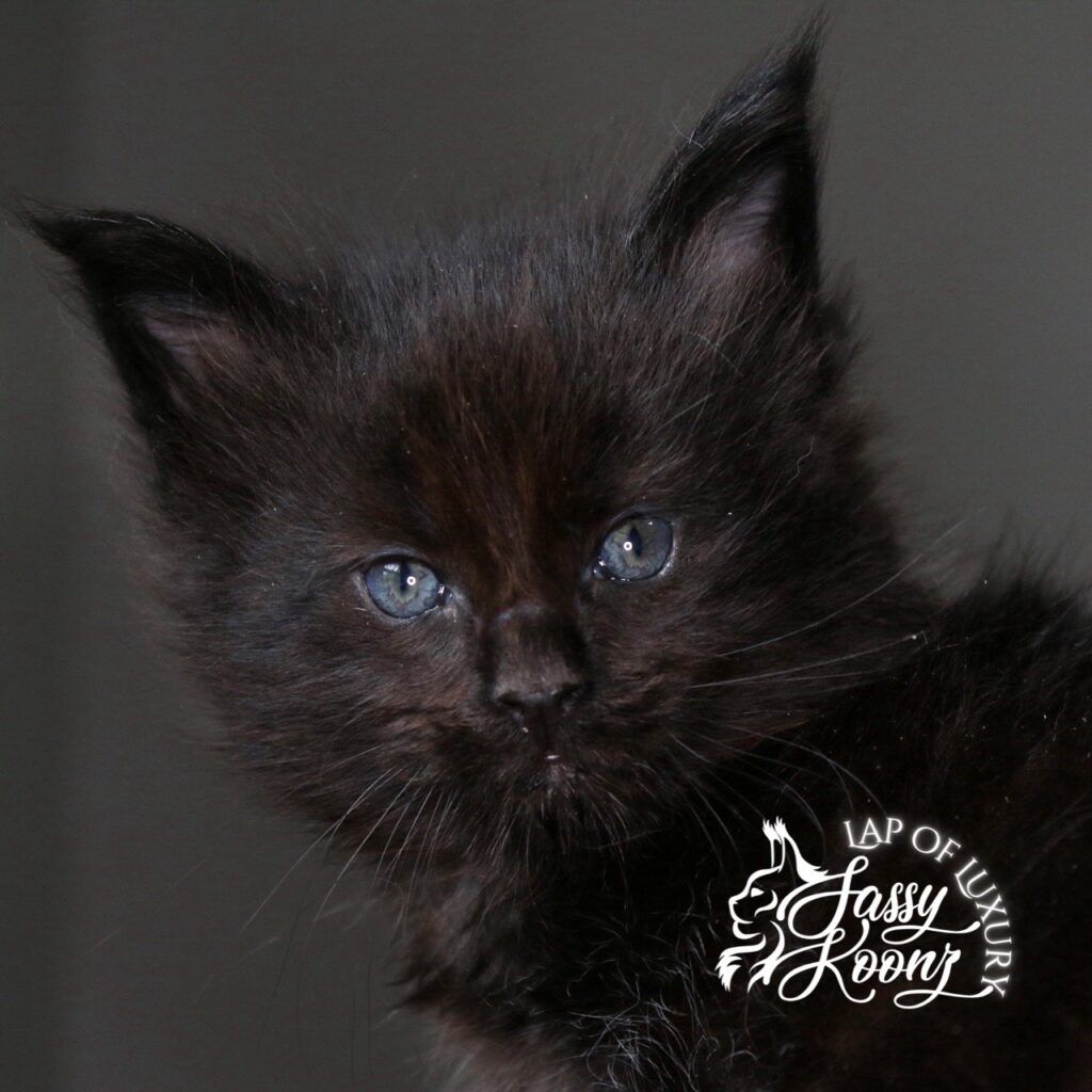 chicken in black 5 weeks old black maine coon kitten ⋆ Sassy Koonz Maine Coon Cattery chicken in black 5 weeks old black maine coon kitten