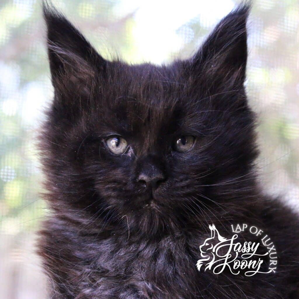 chicken in black 7 week old black maine coon kitten from Sassy Koonz