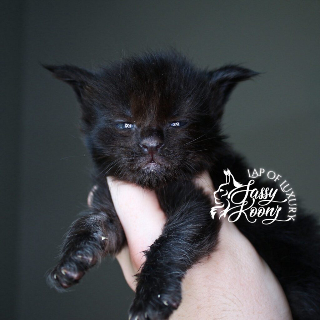 chicken in black solid black 3 week old maine coon kitten ⋆ Sassy Koonz Maine Coon Cattery chicken in black solid black 3 week old maine coon kitten