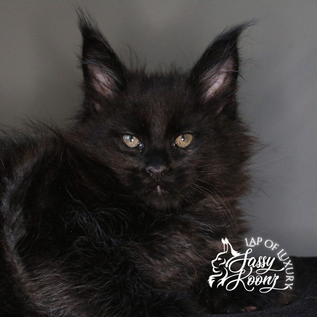 chicken in black solid black 9 week old maine coon kitten ⋆ Sassy Koonz Maine Coon Cattery chicken in black solid black 9 week old maine coon kitten