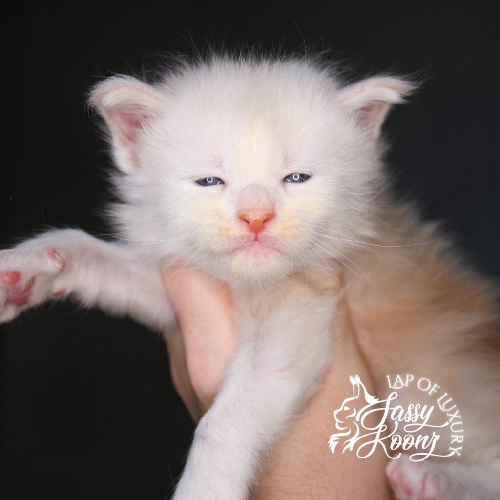 daisy 3 week old cream smoke maine coon kitten ⋆ Sassy Koonz Maine Coon Cattery daisy 3 week old cream smoke maine coon kitten