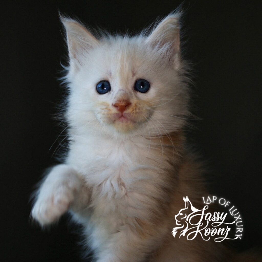 daisy 5 week old cream maine coon kitten ⋆ Sassy Koonz Maine Coon Cattery daisy 5 week old cream maine coon kitten