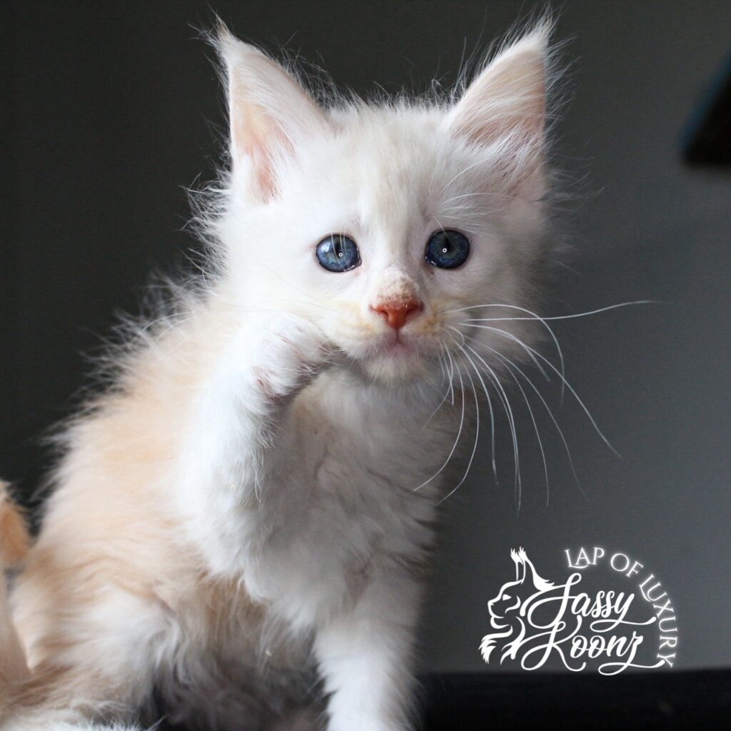daisy 7 week old cream smoke maine coon kitten ⋆ Sassy Koonz Maine Coon Cattery daisy 7 week old cream smoke maine coon kitten