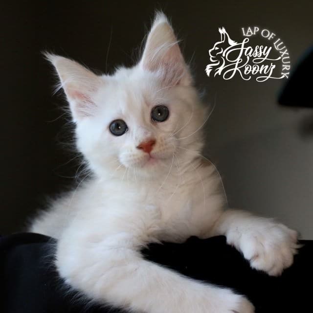 daisy 9 week old cream smoke maine coon female kitten ⋆ Sassy Koonz Maine Coon Cattery daisy 9 week old cream smoke maine coon female kitten