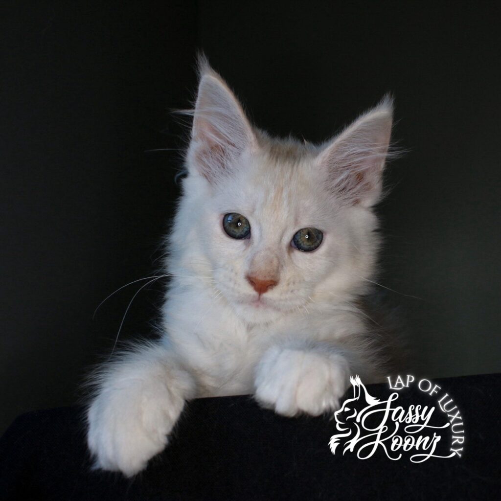 daisy red smoke 11 week old maine coon kitten ⋆ Sassy Koonz Maine Coon Cattery daisy red smoke 11 week old maine coon kitten