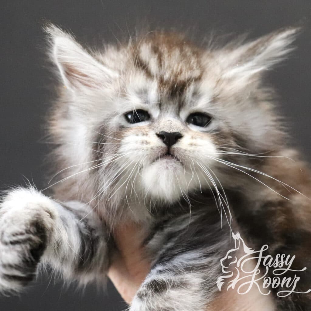 enjoy-your-slay-5-weeks-maine-coon-kitten ⋆ Sassy Koonz Maine Coon Cattery maine-coon-kitten-silver-enjoy-your-slay-5