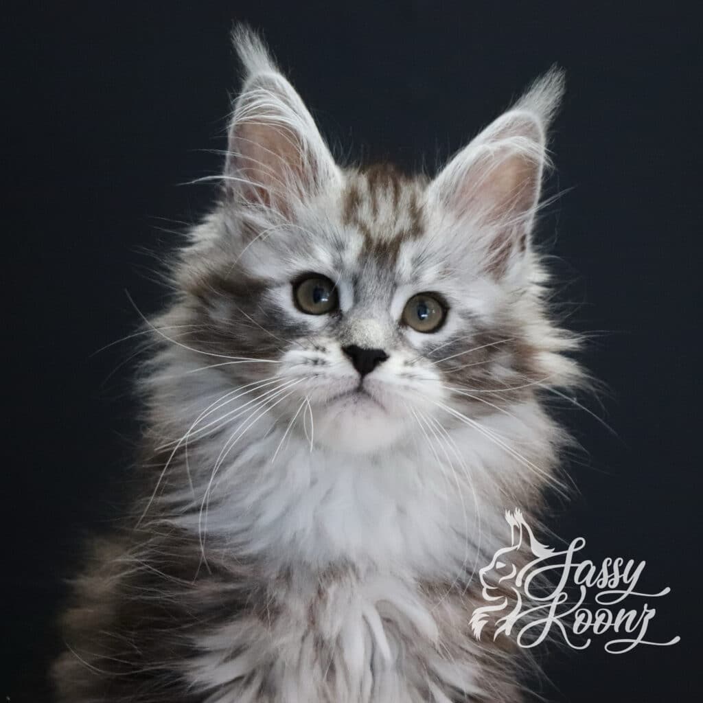 enoy-your-slay-black-silver-maine-coon-kitten ⋆ Sassy Koonz Maine Coon Cattery enjoy your slay black silver maine coon kitten