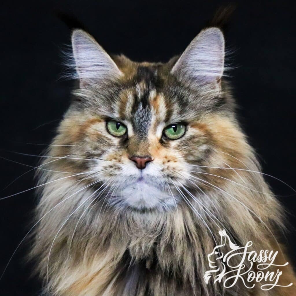 fierce-maine-coon-female-18-months-old-chaos ⋆ Sassy Koonz Maine Coon Cattery fierce maine coon sassy koonz female 18 months old