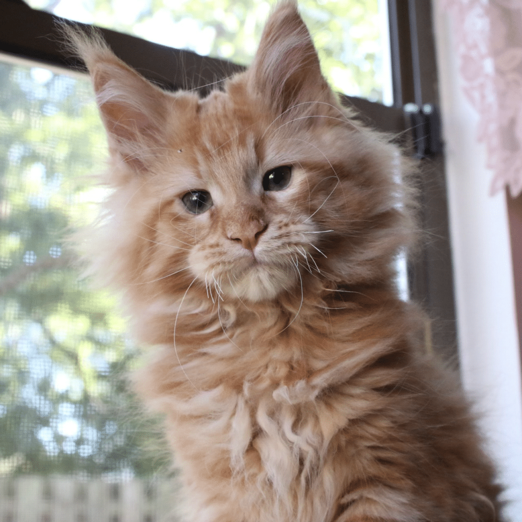 johnny 11 week old red maine coon kitten ⋆ Sassy Koonz Maine Coon Cattery johnny 11 week old red maine coon kitten