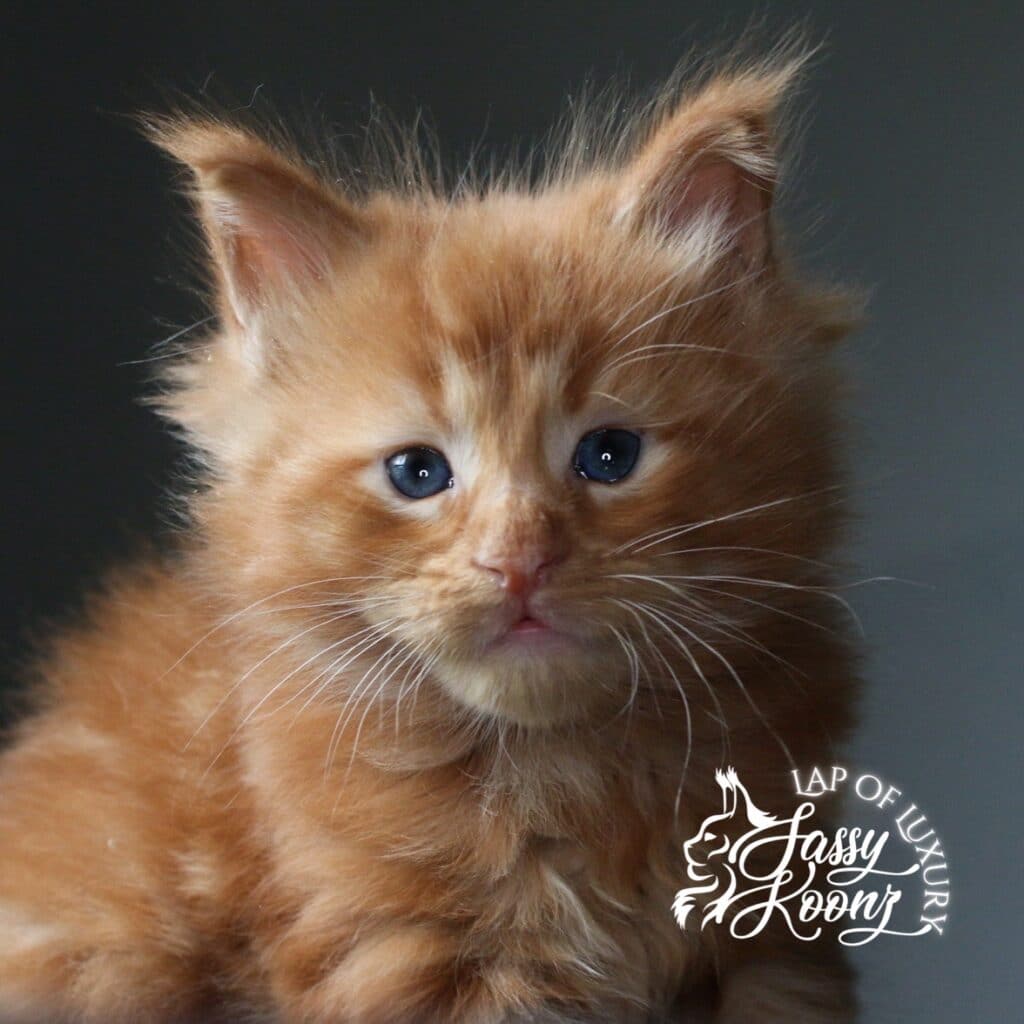 johnny 5 week old red maine coon male kitten ⋆ Sassy Koonz Maine Coon Cattery