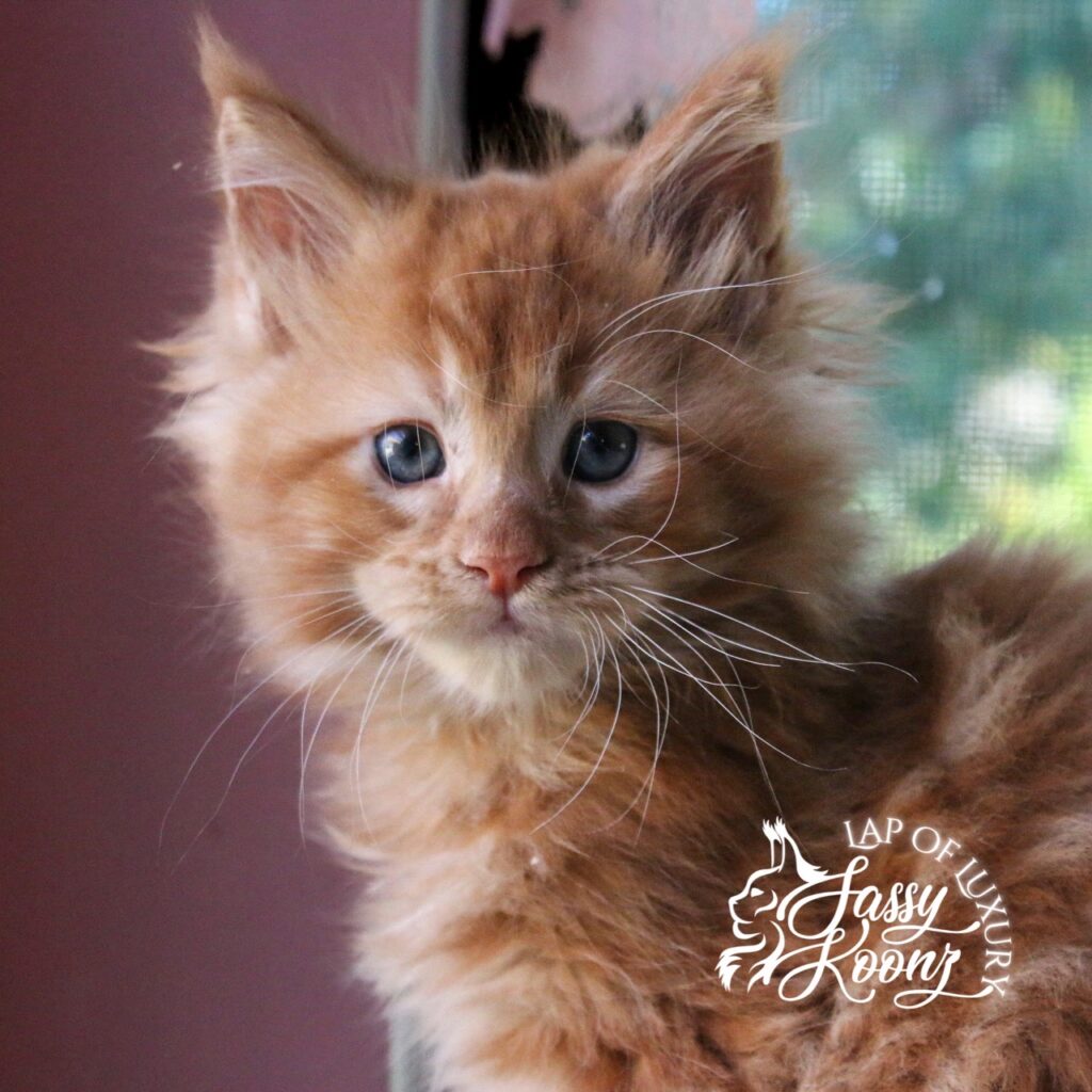 johnny 7 week old red maine coon kitten ⋆ Sassy Koonz Maine Coon Cattery johnny 7 week old red maine coon kitten