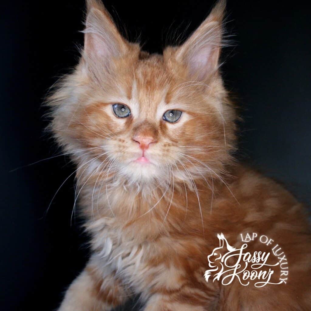 johnny 9 week old maine coon red kitten ⋆ Sassy Koonz Maine Coon Cattery johnny 9 week old maine coon red kitten