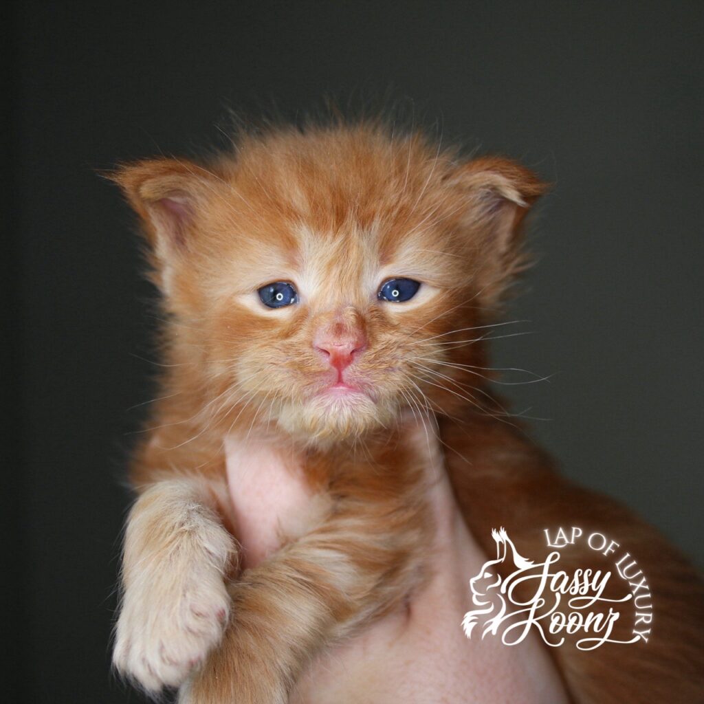 johnny red 3 week old maine coon kitten ⋆ Sassy Koonz Maine Coon Cattery Johnny 3 Week Old Red Maine Coon Kitten